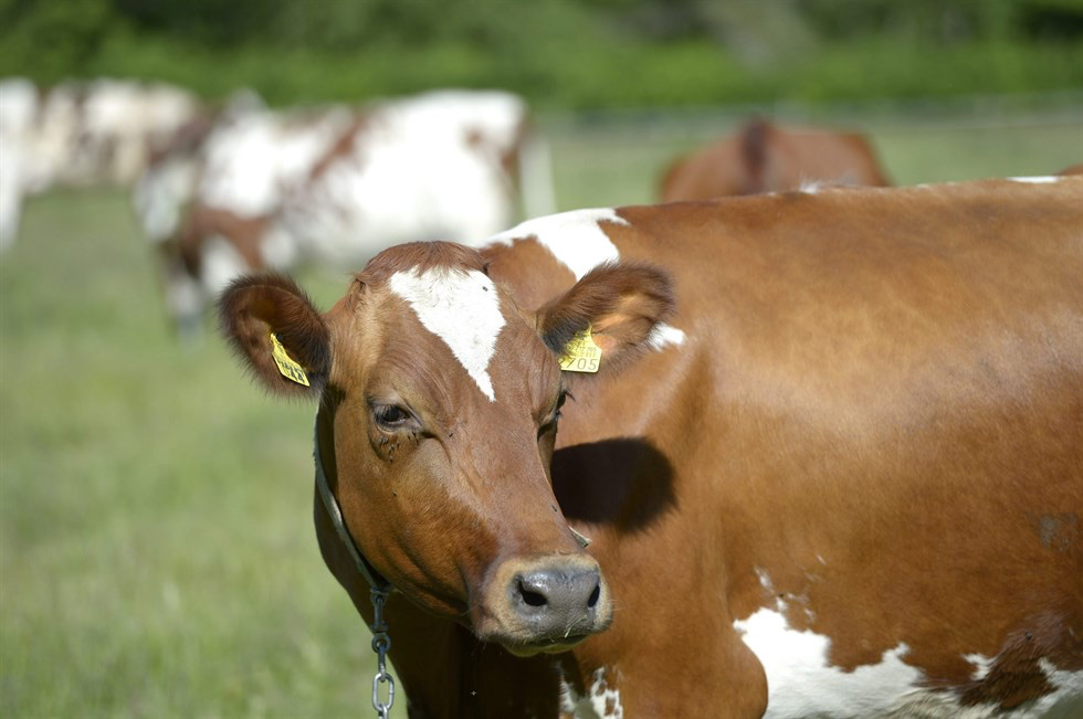 Snellman och Kwon Okja