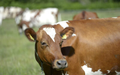 Hopp för matproduktionens förutsättningar